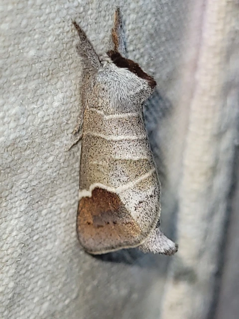 Clostera curtula - rövidszárnyú levélszövő