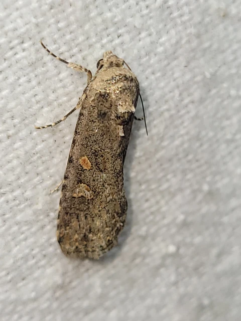 Spodoptera exigua - apró jegyesbagoly