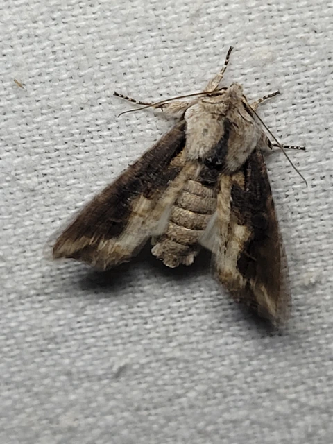 Egira conspicillaris - változékony szürkebagoly