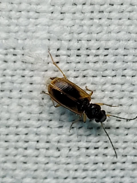 Anthracus consputus - nyerges kisdedfutó