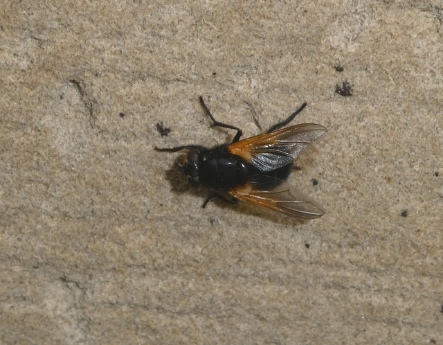 Mesembrina