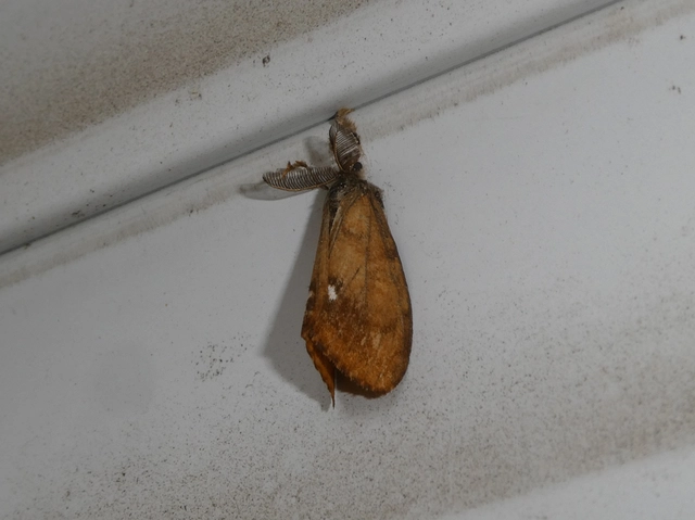Orgyia antiqua - rozsdabarna kisszövő