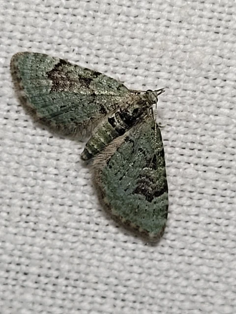Chloroclystis v-ata - zöldes törpearaszoló