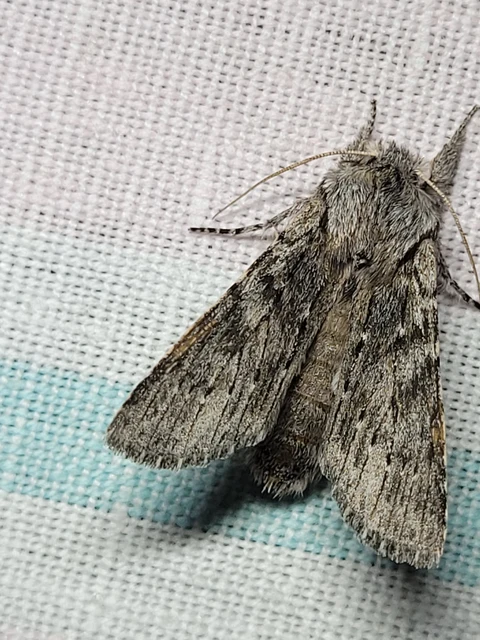 Dicranura ulmi - szilfa-púposszövő