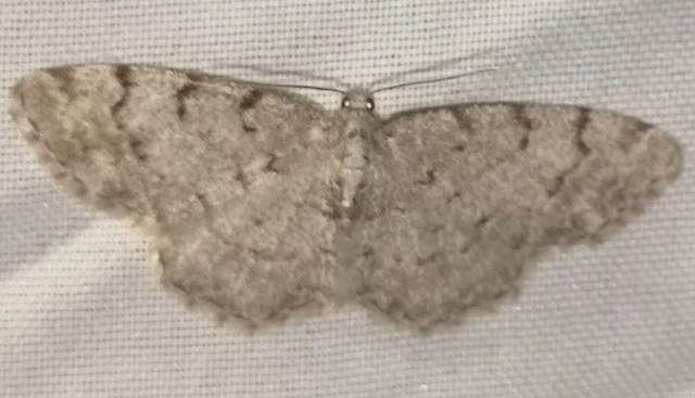 Aethalura punctulata - szürke égeraraszoló