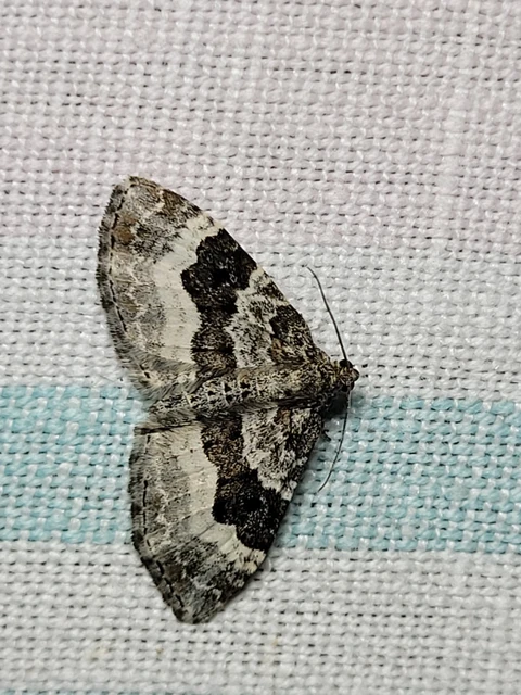 Epirrhoe alternata - galaj-tarkaaraszoló
