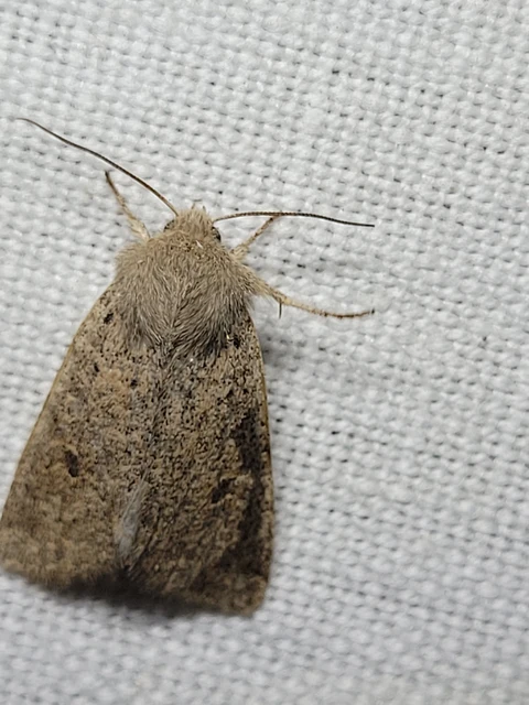 Orthosia cruda - kis barkabagoly