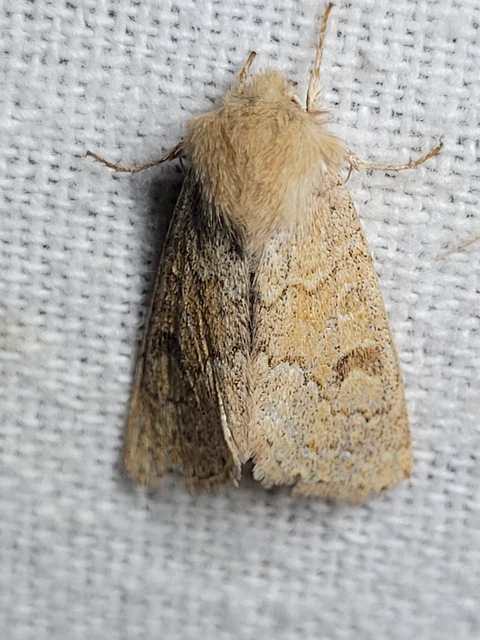Orthosia miniosa - sárgás barkabagoly