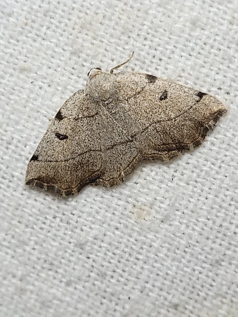 Eilicrinia trinotata - háromjegyű araszoló