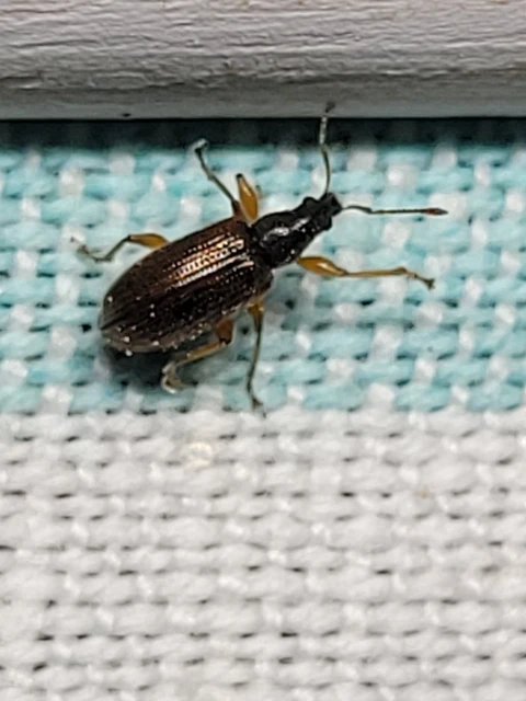Phyllobius oblongus - közönséges levélormányos