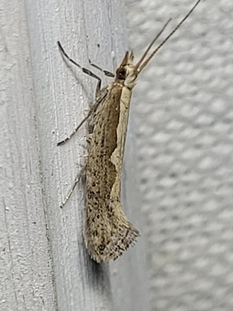 Plutella xylostella - káposztamoly