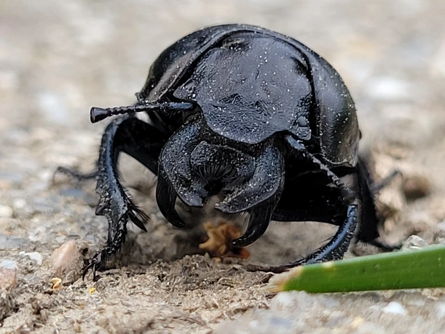 Lethrus apterus - nagyfejű csajkó