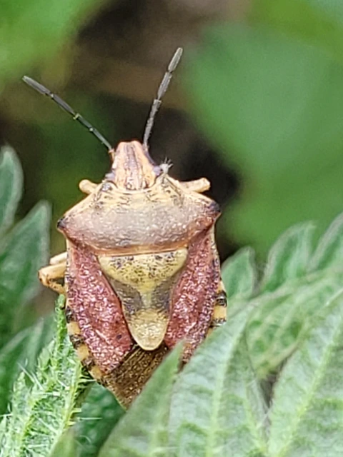 Carpocoris Carpocoris