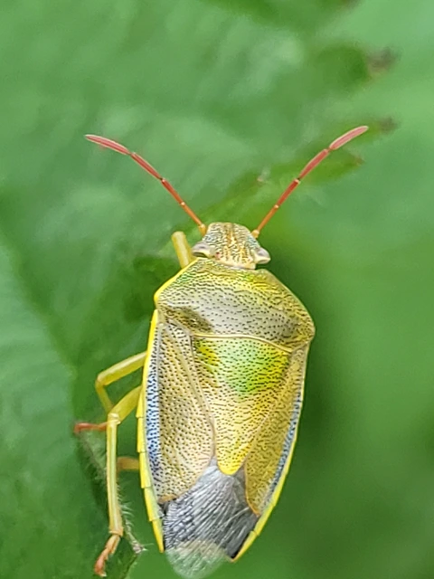 Piezodorus lituratus - bíboros címerespoloska Piezodorus lituratus - bíboros címerespoloska