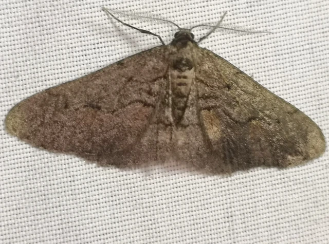 Agriopis bajaria - kökény-téliaraszoló
