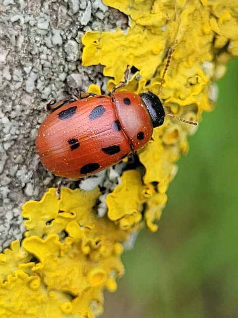 Gonioctena fornicata - közönséges lucernabogár