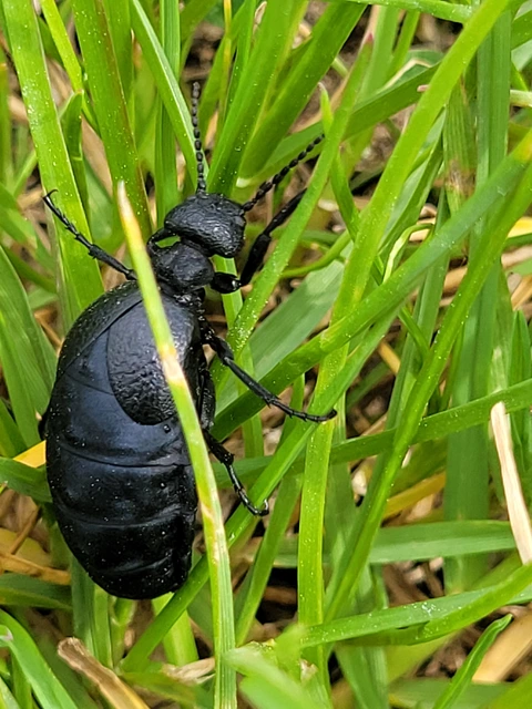 Meloe scabriusculus - érdes nünüke