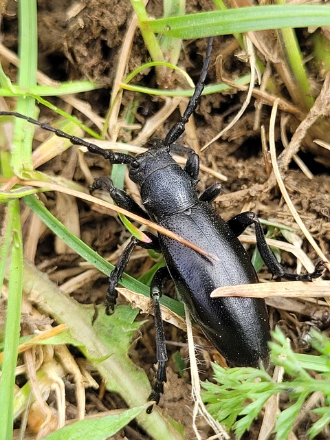 Dorcadion aethiops - fekete gyalogcincér