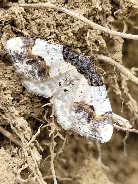Ligdia adustata - barna levélaraszoló