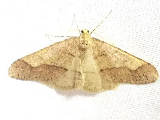 Agriopis marginaria - sárgás téliaraszoló