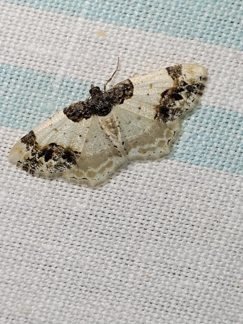 Ligdia adustata - barna levélaraszoló