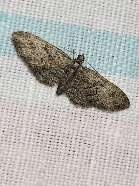 Eupithecia dodoneata - tölgy-törpearaszoló