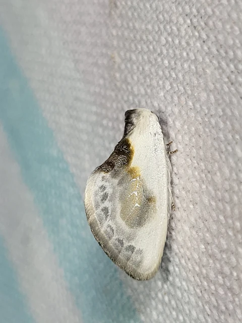 Cilix glaucata - törpe sarlósszövő