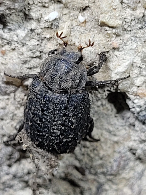 Trox sabulosus - közönséges irhabogár