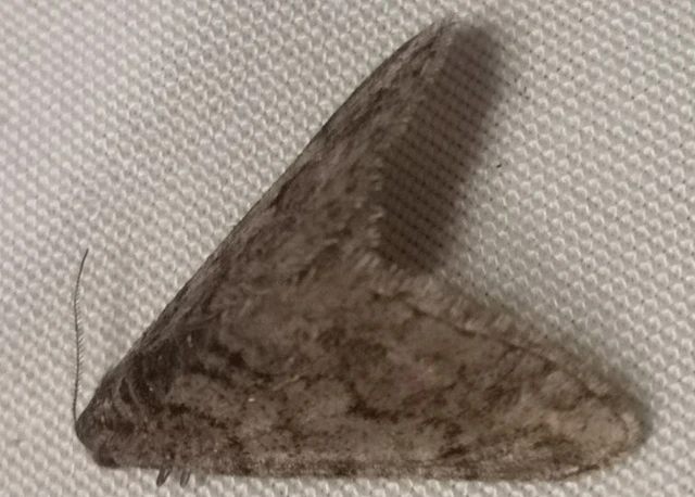 Agriopis leucophaearia - tölgy-tavasziaraszoló