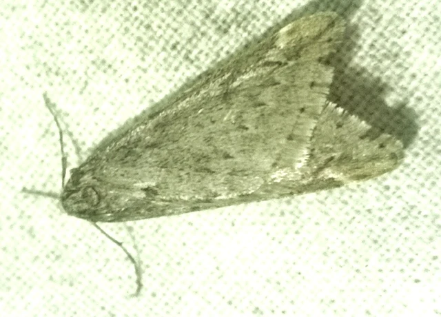 Alsophila aescularia - vadgesztenye-araszoló