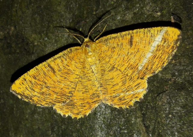 Angerona prunaria - sárga kökényaraszoló