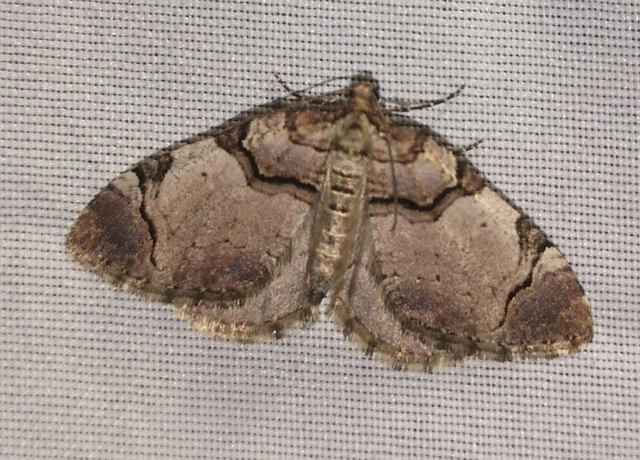 Anticlea derivata - vadrózsa-tarkaaraszoló