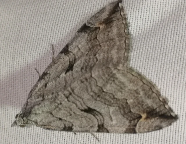 Aplocera efformata/plagiata