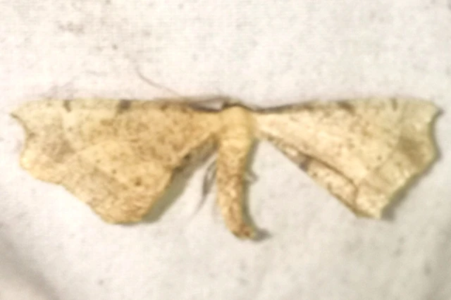 Artiora evonymaria - kecskerágó-araszoló