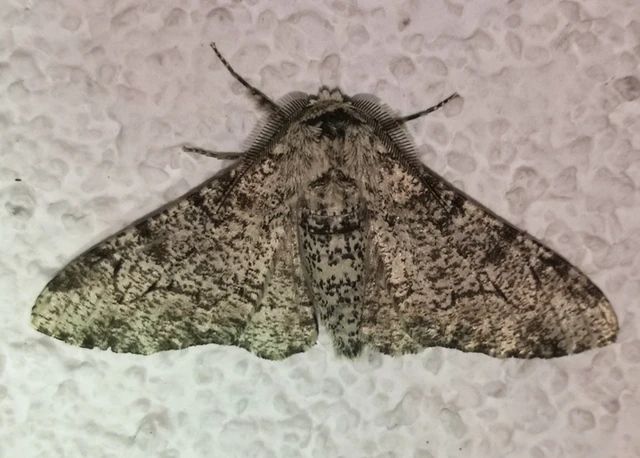 Biston betularia - szürkepettyes araszoló
