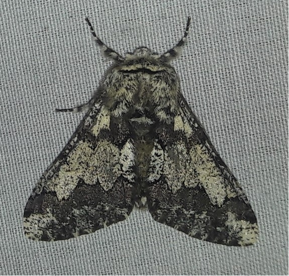 Biston strataria - barnapettyes araszoló