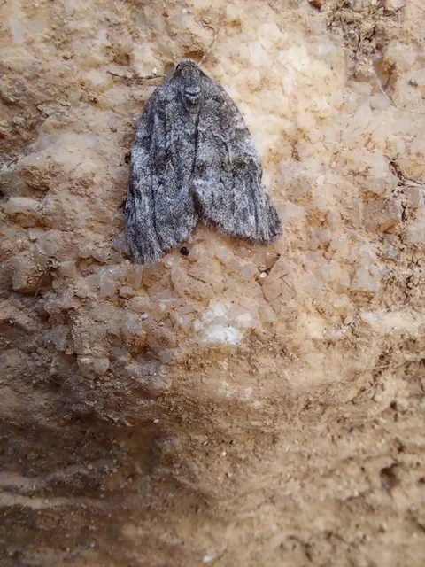 Epirrita christyi/dilutata
