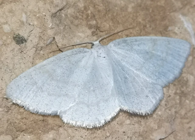 Cabera exanthemata - pettyes égeraraszoló
