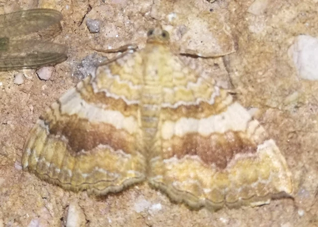 Camptogramma bilineata - kétvonalas sávosaraszoló