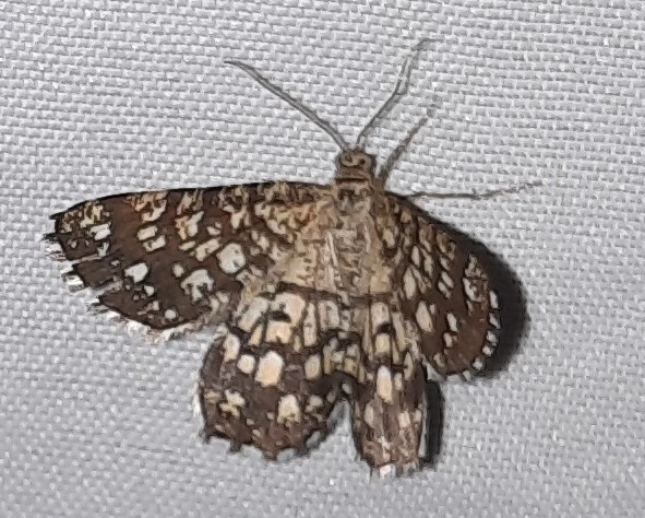 Chiasmia clathrata - rácsos rétiaraszoló