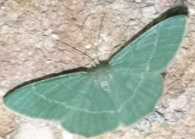 Chlorissa viridata/cloraria