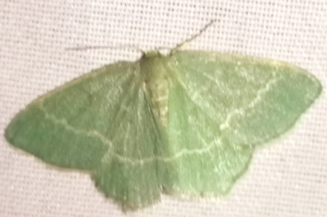 Chlorissa viridata/cloraria