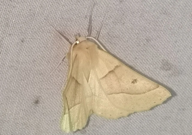 Crocallis elinguaria - sárga sávosaraszoló