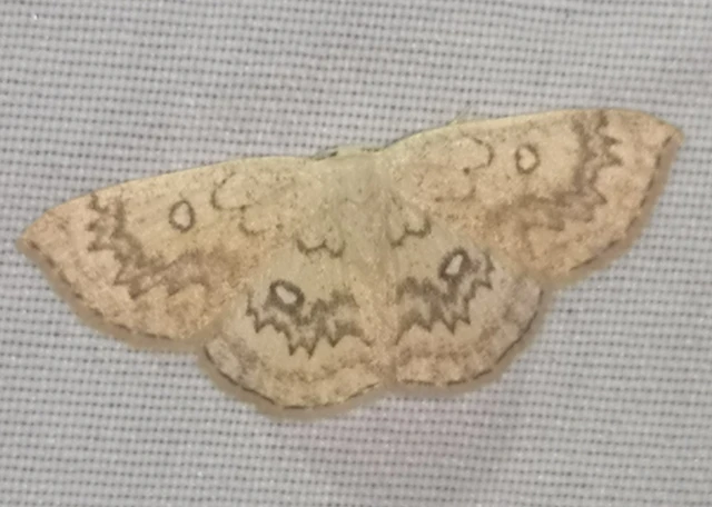 Cyclophora annularia - gyűrűs pettyesaraszoló