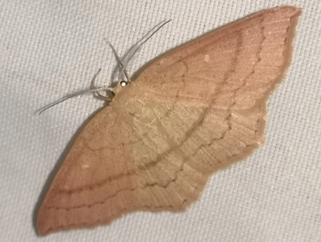 Cyclophora linearia - vonalas pettyesaraszoló