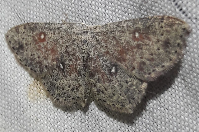 Cyclophora pendularia - fűzfa-pettyesaraszoló