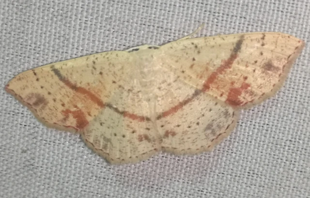 Cyclophora punctaria - sávos pettyesaraszoló