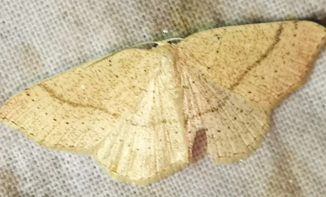 Cyclophora ruficiliaria - vörösrojtú pettyesaraszoló