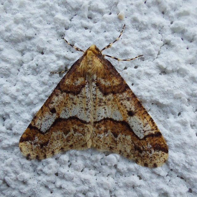 Erannis defoliaria - nagy téliaraszoló
