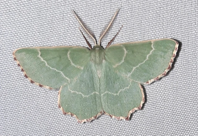 Thalera fimbrialis - csipkésszélű zöldaraszoló
